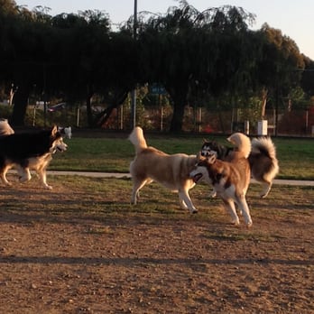 Rover's Sleep-Over - Bradley's Big Red Dog, Siber, he keeps us on our toes! Love Love Love him! - Pet Training Near Me Rover's Sleep-Over - Bradley's Big Red Dog, Siber, he keeps us on our toes! Love Love Love him! - Pet Training Near Me