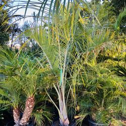 Romero's Growers Nursery - Palm trees