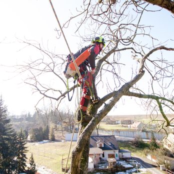Elite All Seasons Tree Service & Landscaping - Tree Services Near Me Elite All Seasons Tree Service & Landscaping - Tree Services Near Me