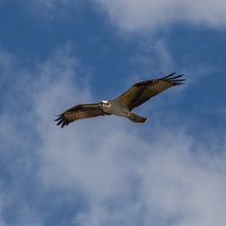 Cockroach Bay Nature Preserve - Osprey