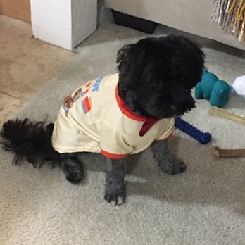 Fluffy Puppy - Dog groomed - Pet Groomers Near Me - Pasadena, California Fluffy Puppy - Dog groomed - Pet Groomers Near Me - Pasadena, California