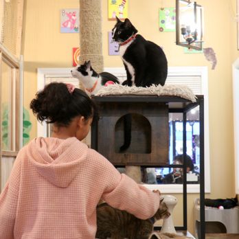 Catpurrccinos - Themed Cafes Near Me - Huntington, New York Catpurrccinos - Themed Cafes Near Me - Huntington, New York