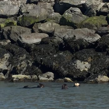 Northern Latitude Adventures - Sea otters eating together - Boat Charters Near Me