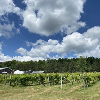 Altamont Vineyard & Winery - a row of grape vines - Wineries Near Me - Altamont, New York Altamont Vineyard & Winery - a row of grape vines - Wineries Near Me - Altamont, New York