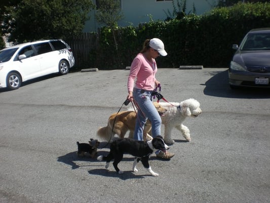 Meet the Owner - Lisa Castellino - Pawsitive Energy is celebrating 16 years of providing superior pet care for dogs and cats in the SF Bay Area! Knowing that you have a pet care provider in your back pocket takes the guesswork out of wondering who will care for your four-legged friend. Whether you need your dog (s) exercised during the work week or you're going out of town, I've got you covered. Cats too!