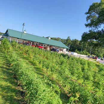 Jack In The Beanstalk - Tomato garden at Jack In The Beanstalk in Falmouth MA. Grocery store and farmer's market - Fruits & Veggies Near Me - Falmouth, Massachusetts Jack In The Beanstalk - Tomato garden at Jack In The Beanstalk in Falmouth MA. Grocery store and farmer's market - Fruits & Veggies Near Me - Falmouth, Massachusetts