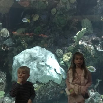 Shedd Aquarium - Aquariums Near Me - Chicago, Illinois Shedd Aquarium - Aquariums Near Me - Chicago, Illinois