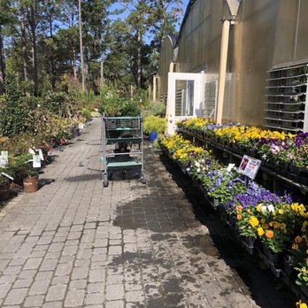 Pender Pines Garden Center - Nurseries & Gardening Near Me - Hampstead, North Carolina Pender Pines Garden Center - Nurseries & Gardening Near Me - Hampstead, North Carolina