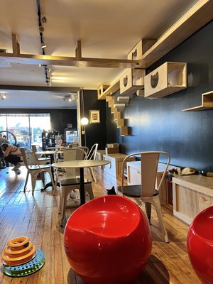 Denver Cat Company by null