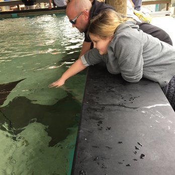 Manatee Viewing Center - Granddaughter petting a ray - Zoos Near Me - Apollo Beach, Florida Manatee Viewing Center - Granddaughter petting a ray - Zoos Near Me - Apollo Beach, Florida