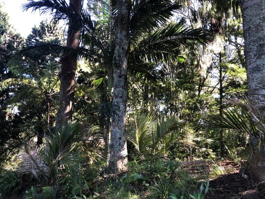 Pukekura Park by null