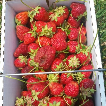 Delvin Farms - Farmers Market Near Me - College Grove, Tennessee Delvin Farms - Farmers Market Near Me - College Grove, Tennessee