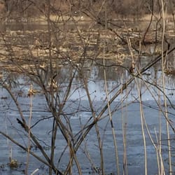 Hamilton-Trenton Marsh