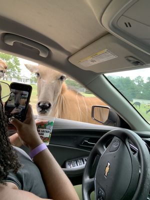 Aloha Safari Park by null