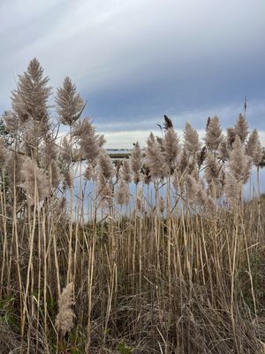 Cattus Island County Park