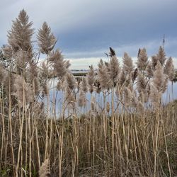 Cattus Island Park