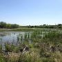 Photo of Estero Llano Grande State Park