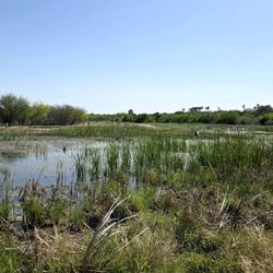 Estero Llano Grande State Park - Wetlands