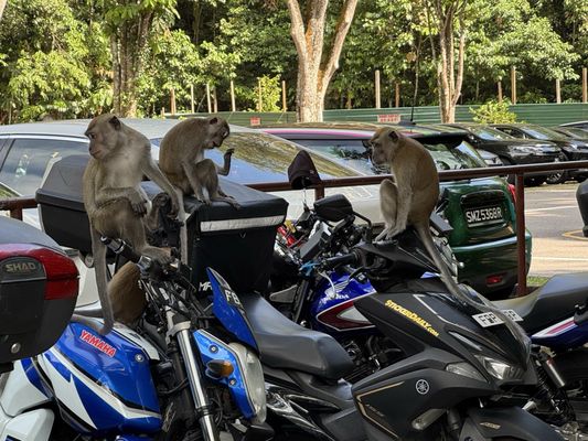 Bukit Timah Nature Reserve by null