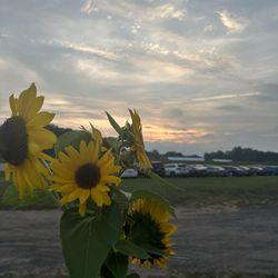 Brown's Harvest