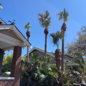 Anjanette Tree Service - Bayou St. John Palm tree pruning, after shot - Tree Services Near Me Anjanette Tree Service - Bayou St. John Palm tree pruning, after shot - Tree Services Near Me