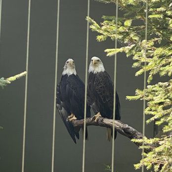 Bronx Zoo - Bald eagles - Zoos Near Me - Bronx, New York Bronx Zoo - Bald eagles - Zoos Near Me - Bronx, New York