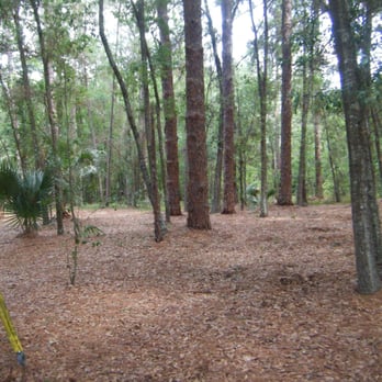 Liberty Park - Pine trees - Parks Near Me - Lake Mary, Florida