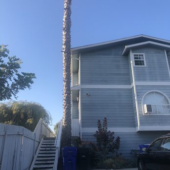 Mateo Diego - Before - Tree Services Near Me - Escondido, California Mateo Diego - Before - Tree Services Near Me - Escondido, California