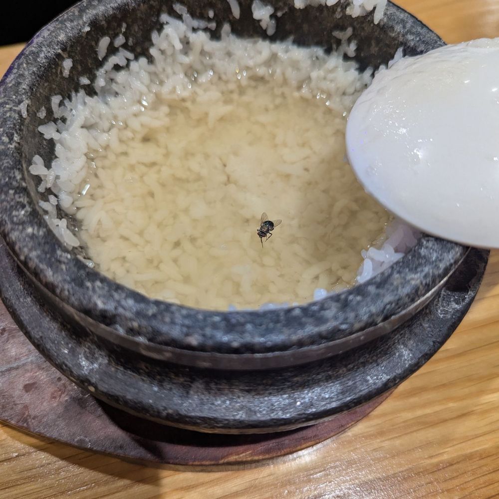 Its Tofu - House fly in food - Korean Near Me - Irvine, California Its Tofu - House fly in food - Korean Near Me - Irvine, California