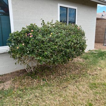 Nature Homes Landscaping - Lantana that was planted too close to the house by previous residents and needed to be removed - Landscaping Near Me Nature Homes Landscaping - Lantana that was planted too close to the house by previous residents and needed to be removed - Landscaping Near Me