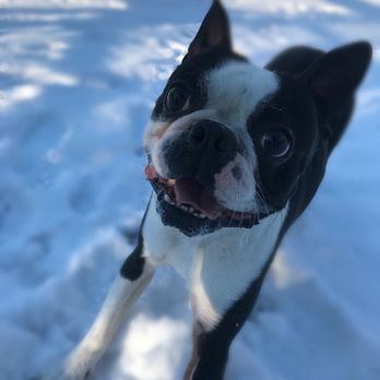 Broughton's Boarding Kennels - Pet Boarding Near Me - Midlothian, Virginia