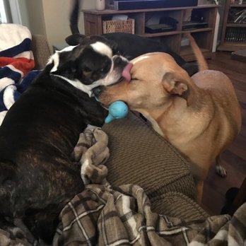 Arfordable Dog Training - Stella & Maisie - Pet Training Near Me - Converse, Texas Arfordable Dog Training - Stella & Maisie - Pet Training Near Me - Converse, Texas