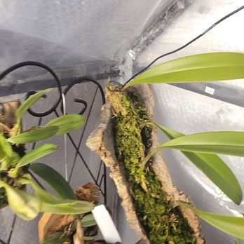 SunLand Orchids - B. Macranthum, new growth Im training with a grocery bag tie - Nurseries & Gardening Near Me - Fort Myers, Florida