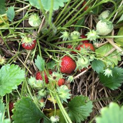 Graver's Orchards