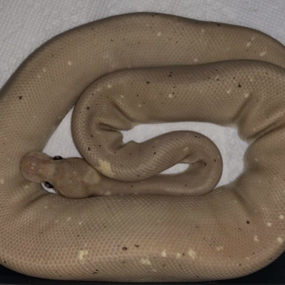 The Reptile Shop - Happy ball pythons after receiving feeder rats - Reptile Shops Near Me - Temecula, California The Reptile Shop - Happy ball pythons after receiving feeder rats - Reptile Shops Near Me - Temecula, California