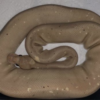 The Reptile Shop - Happy ball pythons after receiving feeder rats - Reptile Shops Near Me - Temecula, California The Reptile Shop - Happy ball pythons after receiving feeder rats - Reptile Shops Near Me - Temecula, California