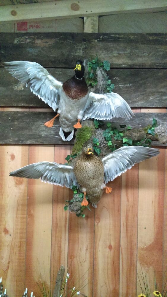 Wild Nature Custom Taxidermy and Leatherworks - taxidermy in Clarksville, TN