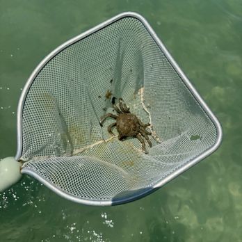 Island Time Boat Tours - Another crab - Boat Tours Near Me - Holmes Beach, Florida