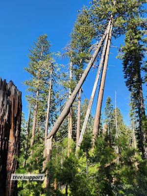 Mariposa Grove by null