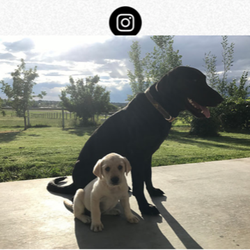 Sporting Dog Kennels and Boarding 