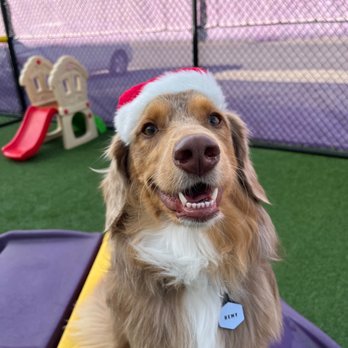 Central Bark Orlando East - Pet Groomers Near Me - Orlando, Florida Central Bark Orlando East - Pet Groomers Near Me - Orlando, Florida