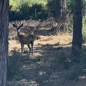 Rv Fun Rental - Deer on our property - RV Rental Near Me - Carlsbad, California Rv Fun Rental - Deer on our property - RV Rental Near Me - Carlsbad, California