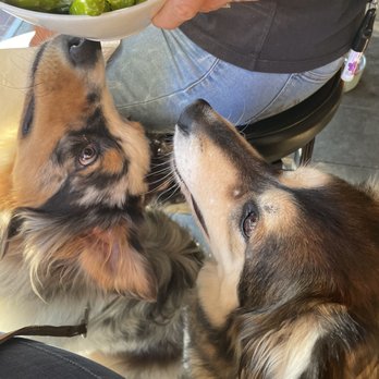 Craft Roots - Chase and Stella hoping to get a bite. - Bars Near Me - Morgan Hill, California Craft Roots - Chase and Stella hoping to get a bite. - Bars Near Me - Morgan Hill, California