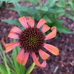 Surry Gardens - Mature "Tomato Soup" coneflower