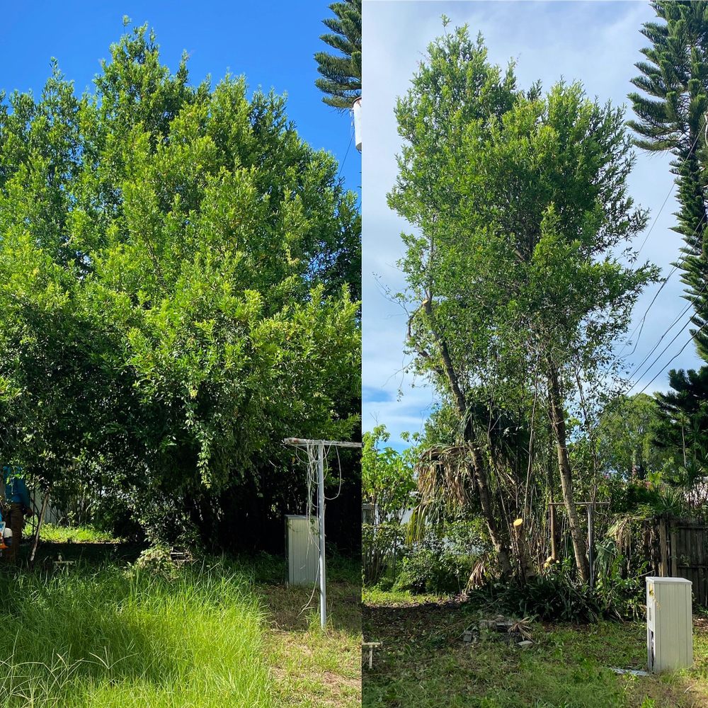 Everest Tree Service - tree service in St. Petersburg, FL