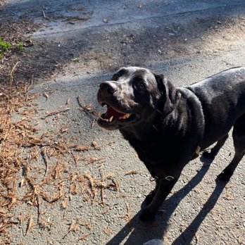 Woof There It Is - Pet Boarding Near Me Woof There It Is - Pet Boarding Near Me