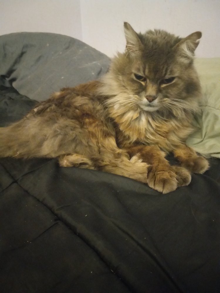 EmotionalSupportPet - grief counselor in Laporte, CO