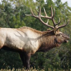Wildlife Prairie Park - Ernest the Bull Elk