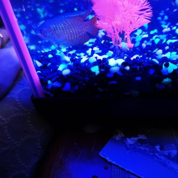 Finatics Aquarium - Royal Dwarf Blue Gourami - Aquarium Services Near Me - Mississauga, Ontario Finatics Aquarium - Royal Dwarf Blue Gourami - Aquarium Services Near Me - Mississauga, Ontario