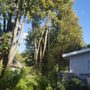 Photo of Kersting’s Tree Service